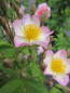 Preview: Kletterrose Francis E Lester